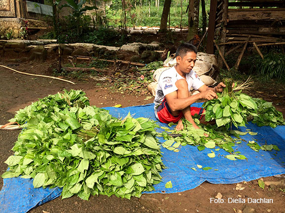 Petani poh-pohan baru panen
