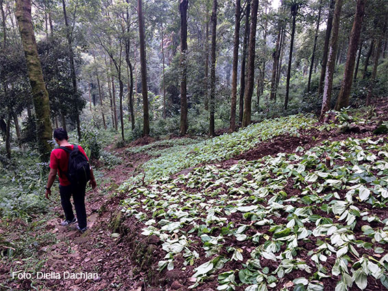 Rute turun dari situs ke-dua