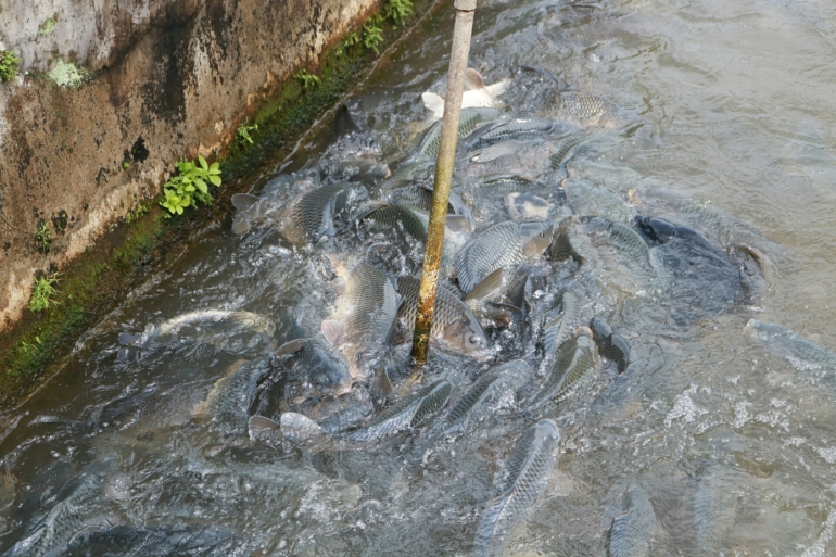 Gambar. Ikan-ikan yang sedang menggoyangkan pipa untuk menjatuhkan pakan di salah satu Kolam Air Deras Desa Cibunian, Kecamatan Pamijahan, Jawa Barat pada hari Minggu (02/04/)