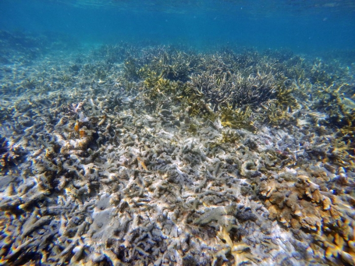 Gunung Es Rusaknya Terumbu Karang Raja Ampat dan Gunung Es Rusaknya Terumbu Karang Raja Ampat dan