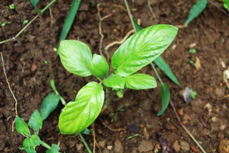 Manfaat  Daun  Ki Urat 9 Tanaman Herbal Untuk  Mengobati   Manfaat  Daun  Ki Urat 9 Tanaman Herbal Untuk  Mengobati