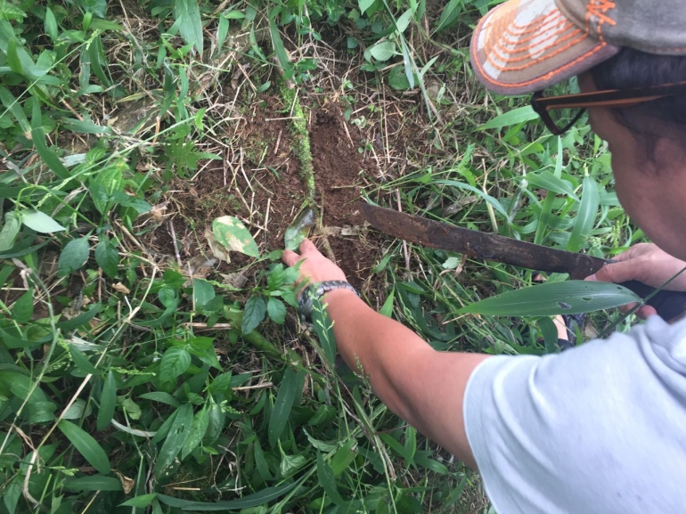 gali tanah di seputar tanaman lalu cari akar yg masih sehat ,sebagai akar untuk infus