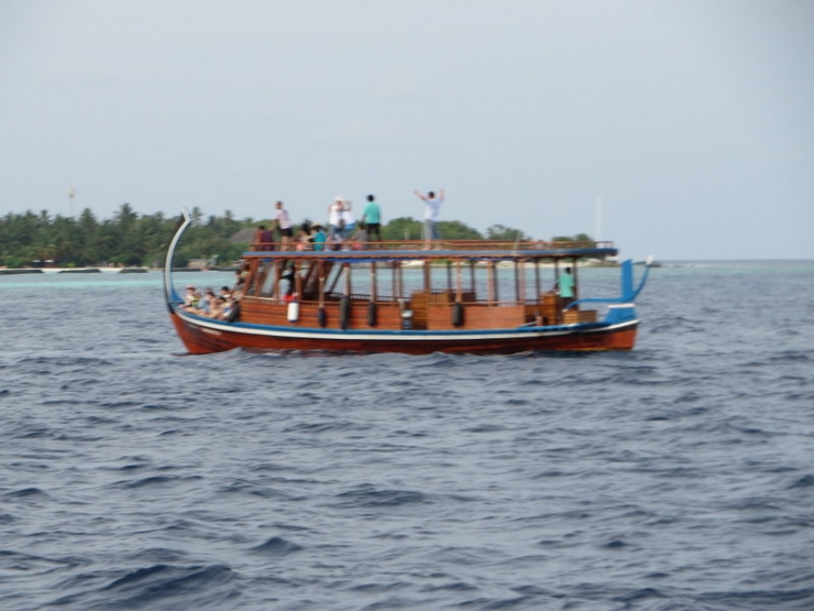 kapal tradisional u/ melihat hunting dolphin (disewakan)