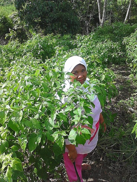 Gunakan Pupuk Organik Buatan Sendiri  Tanaman  Cabe Rawit  Gunakan Pupuk Organik Buatan Sendiri  Tanaman  Cabe Rawit