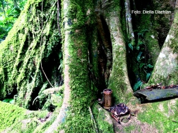 Bekas dupa di bawah pohon dalam rute menuju makam Eyang Prenggong Jaya
