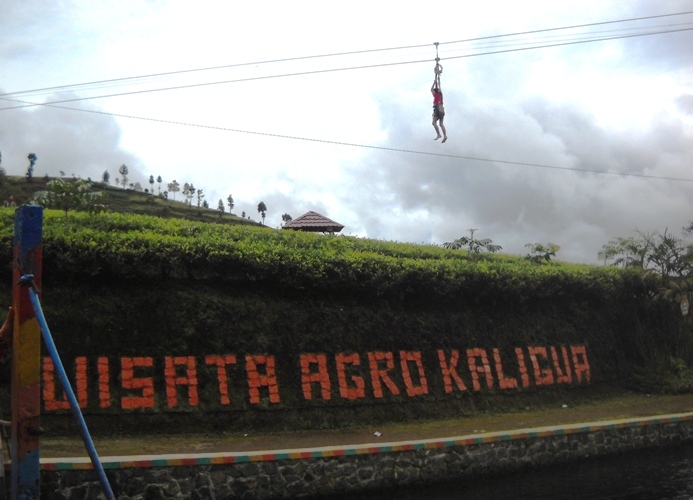 Flying fox di atas kebun teh (Dok. Yani)