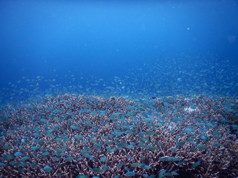 Kondisi Underwater Di Ped, Nusa Penida (Foto : ahkyar)