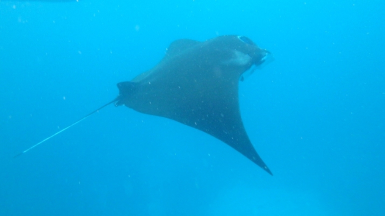 Site Manta, Nusa Penida (Foto : Suwarbawa)