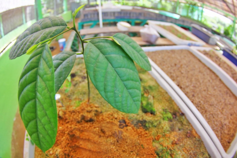 Kayu ulin, sebagai salah satu tanaman eksotis yang semakin langka keberadaanya (dok.pri)