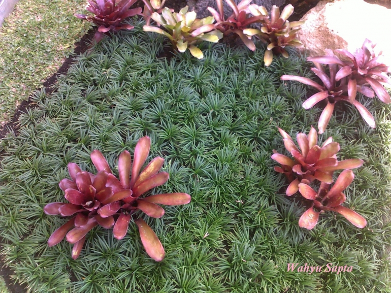 Kucai Mini, tingginya tak sampai 15 cm, dipadukan dengan broumelia. (Sumber: dokpri).