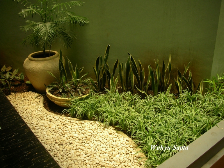 Kencuran atau Lily Brazil, memiliki daun yang berwarna hijau kombinasi putih. (Sumber: dokpri).