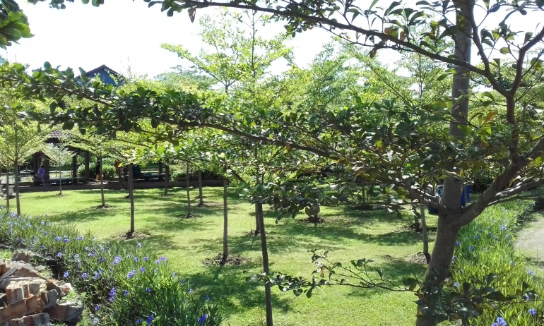 Pepohonan menghijau di Taman Singha Malang/Dok. Pribadi
