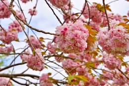 cantiknya cherry blossom (dokumentasi pribadi)