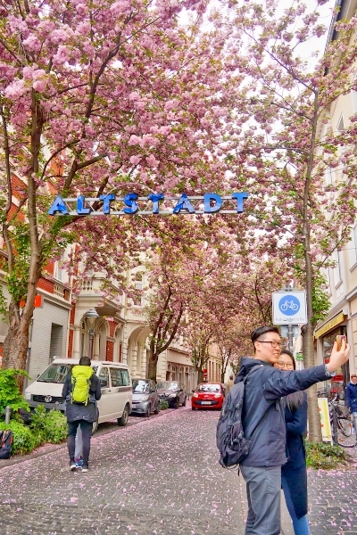Wisatawan sibuk berselfie di bawah pohon cherry di kota tua Bonn (dokumentasi pribadi)