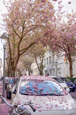 Mobil-mobil penduduk setempat dipenuhi cherry blossom (dokumentasi pribadi)