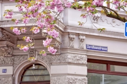 Cherry blossom di kota tua Bonn (dokumentasi pribadi)