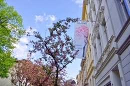 Sambutan warga kota tua Bonn atas cherry blossom (dokumentasi pribadi)