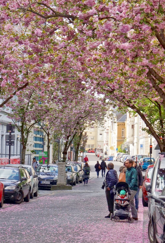 cherry blossom di kota tua Bonn (dokumentasi pribadi)