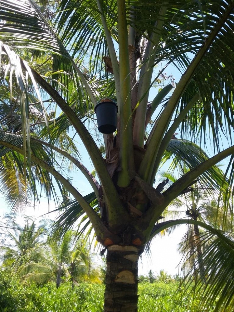 Bunga Kelapa yang sudah disadap, tetasannya ditampung dalam ember | foto dok. pribadi