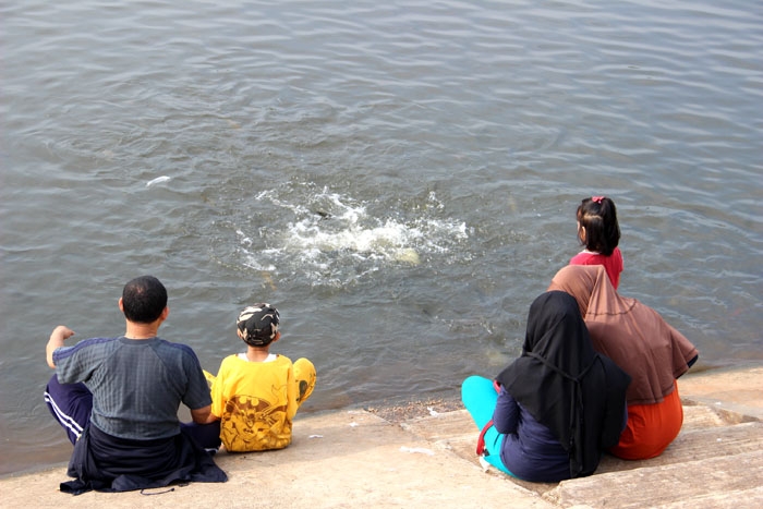 Memberi makan ikan-ikan dengan pelet. (Foto: Gapey Sandy)