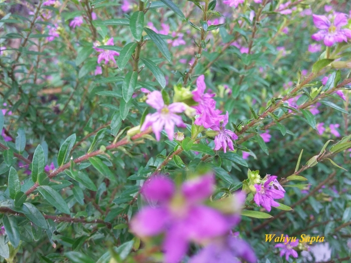 Beberapa Tanaman Pengganti Rumput untuk Taman oleh Wahyu Beberapa Tanaman Pengganti Rumput untuk Taman oleh Wahyu