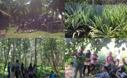 Beberapa perkebunan dan pertanian masyarakat seperti kelapa, nanas dan karet. Foto dok. Yayasan Palung