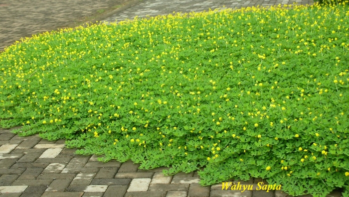 Beberapa Tanaman Pengganti Rumput untuk Taman oleh Wahyu Beberapa Tanaman Pengganti Rumput untuk Taman oleh Wahyu