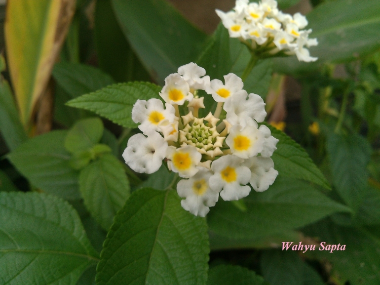 Lantana, tumbuh liar di hutan. Bunganya cantik dan berwarna-warni. (Sumber: dokpri)