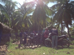 Peserta Pelatihan mengunjungi kebun kelapa di Desa Pulau Kumbang. Foto dok. Yayasan Palung