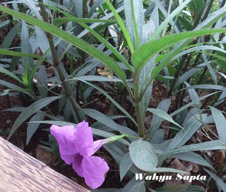 Ruellia Tuberosa atau Bunga Pletekan. (Sumber: dokpri)