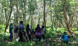 Peserta pelatihan mengunjungi kebun karet warga masyarakat di Desa Padu Banjar. Foto dok. Yayasan Palung
