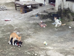 Kucing-kucing kampung inilah yang dibawa ke rumah untuk dipelihara agar Bang Jali betah di rumah (Foto.Dokpri)