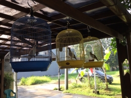Ilustrasi, pekarangan rumah di hiasi kandang burung (Foto, Dokpri)