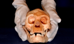 Tengkorak manusia kerdil Flores ditemukan tahun 2003 lalu. Photo: Rex Features 
