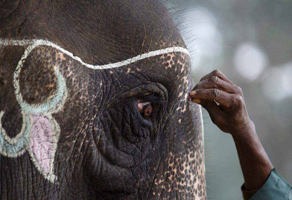 "Sumber: totallycoolpix.com/magazine/2014/12/elephant-festival-in-nepal"