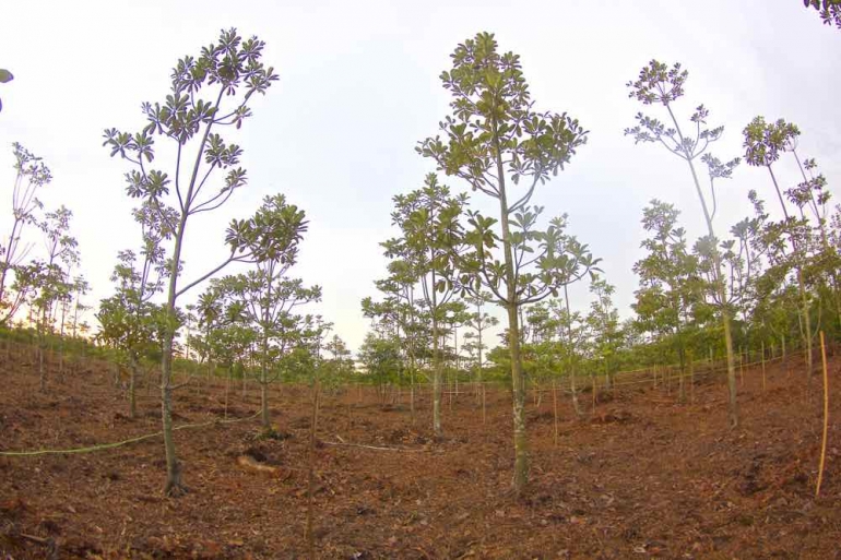 Pohon jelutung (Dyera iowii), spesies lokal yang kini sudah tumbuh di  gambut sepucuk Ogan Komering Ilir-Sumatera Selatan (dok.pri)