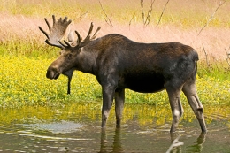 https://forum.americanexpedition.us/images/moose/large-bull-moose-at-stream.jpg