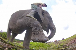 Pak Parlan sedang melatih Dulang, gajah 9 tahun untuk mengikuti perintah agar kakinya naik supaya pawang bisa turun (dok.pri).