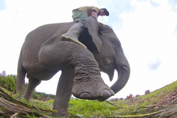 SM Padang Sugihan, Usainya Pertelingkahan Gajah dan Manusia Halaman 2 -  Kompasiana.com