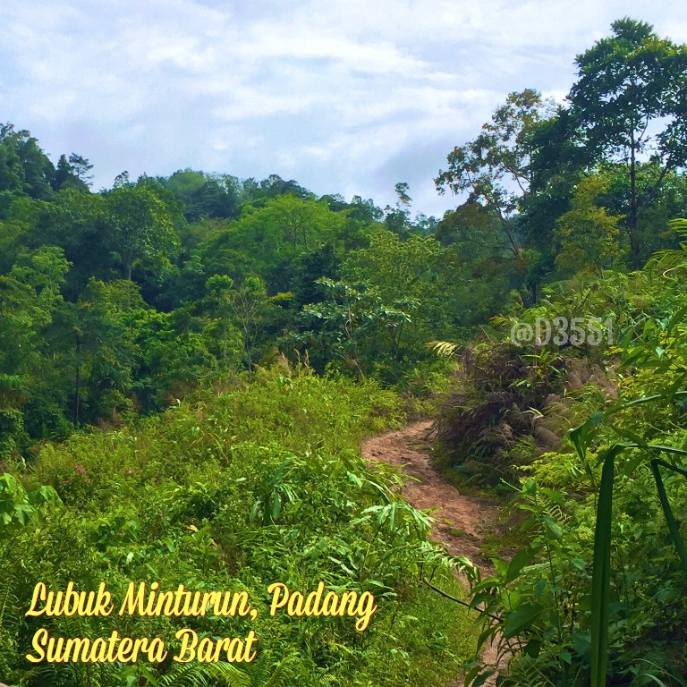 Hutan yang asik untuk dijelajahi | Dokumentasi Pribadi