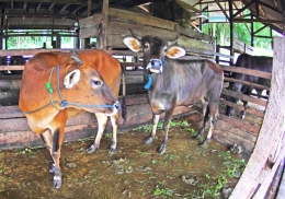 Upin-Ipin sapi kembar hasil inseminasi buatan (dok.pri).