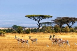 Taman Nasional Serengeti - mystorybook.com