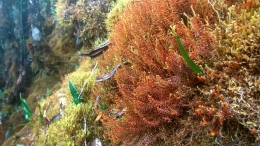 Sudut kecil hutan lumut gunung Latimojong: mirip taman laut! (dokpri)