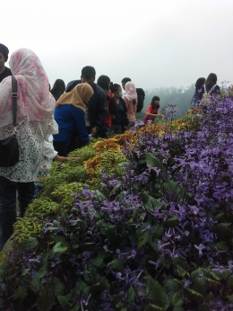 All about flower di puncak Bukit Bulu/Dok. Pribadi