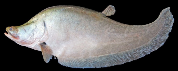 Hilangnya Ikan Belida yang Melegenda oleh Dhanang DhaVe Hilangnya Ikan Belida yang Melegenda oleh Dhanang DhaVe
