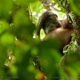 Orangutan betina yang hidup bebas di Gunung Palung. Foto dok. Tim Laman dan Yayasan Palung