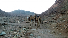 Unta-unta di Gunung Sinai (DokPri)