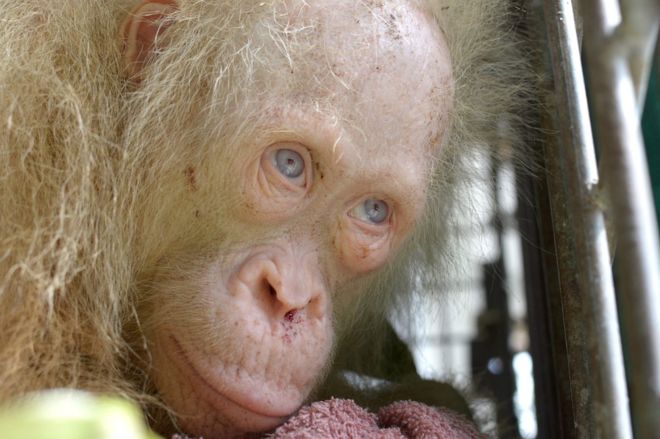 Penyelamatan orangutan albino ini menjadi berita dunia. Photo: AFP/BOSF