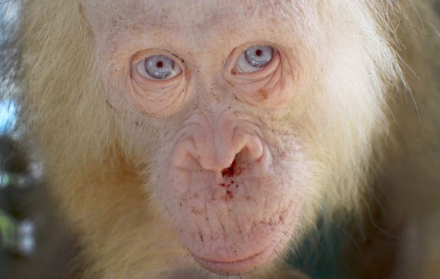 Bekas aliran darah yang mengering di huding orangutan ini merupakan bukti keserakahan dan ketamakan manusia. Photo: AFP/BOSF