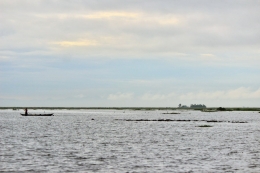 Kerbau rawa yang berenang di danau Panggang (dok.pri).